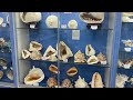 The biggest seashell collection in australia yeppoon shell world has over 20000 shells