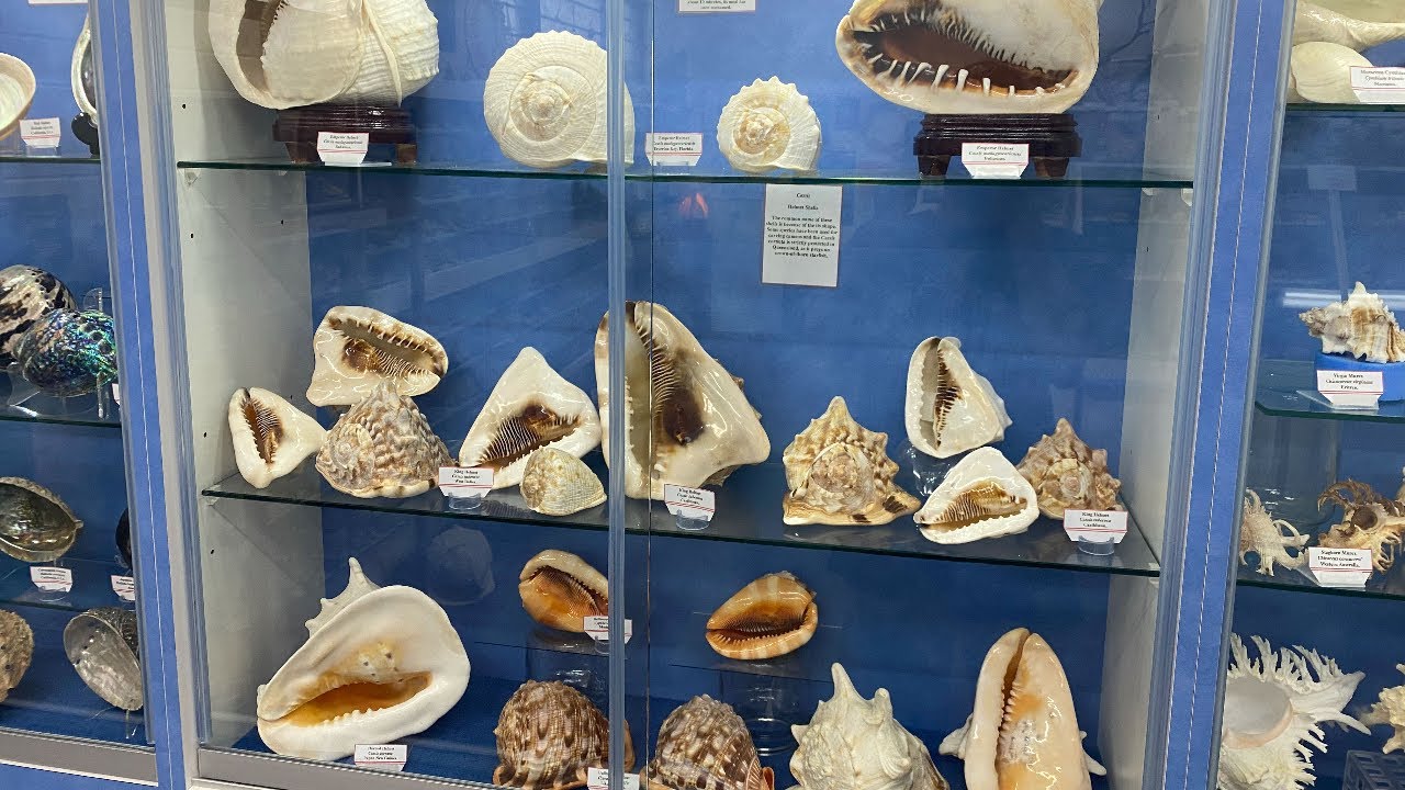 THE BIGGEST SEASHELL COLLECTION IN AUSTRALIA! YEPPOON SHELL WORLD HAS OVER 20,000 SHELLS! YouTube THE BIGGEST SEASHELL COLLECTION IN AUSTRALIA! YEPPOON SHELL WORLD HAS OVER 20,000 SHELLS! YouTube
