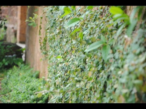 Video Cây Thằn Lằn - youtube