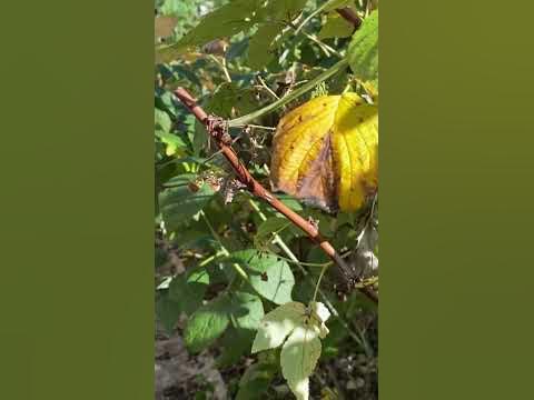#МАЛИНОВЫЙ БУМ НА СЕВЕРНОЙ ДАЧЕ В СУРГУТЕ #малина #nature #дача #russia ...