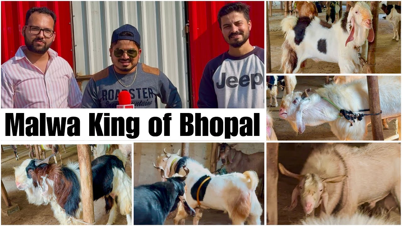Full Tour of Bin Waheed Farms Part 1 | Bhopal’s Biggest Palai Goat Farm
