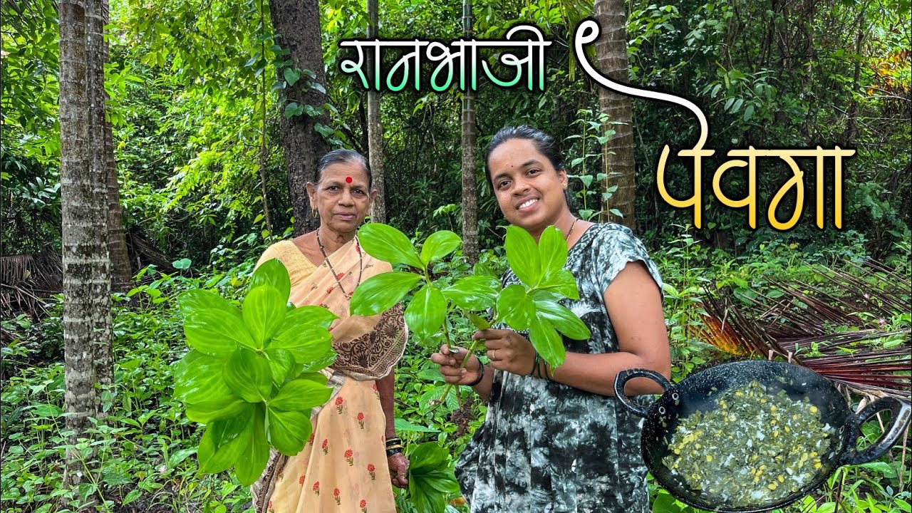 पेवग्याची रानभाजी कशी ओळखायची ?|कोकणातील जंगलात मिळणारी 