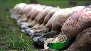WIGEON ARE BACK!!! 9 Quick Limits in Epic PNW Duck Hunt!