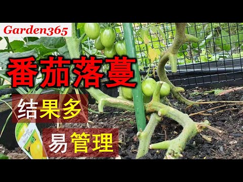 【番茄种植】番茄落蔓｜高效增产｜尤其适合小面积种植