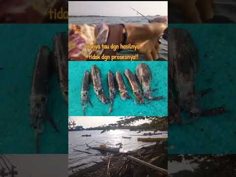 UL CESTING SQUID