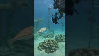 The Underwater Sculptures of Protaras and Ayia Napa. MUSAN and Green Bay