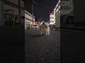 認知症と闘う賢者、18歳のチワワのロン。#認知症になっても大丈夫 #犬のいる生活 #チワワ