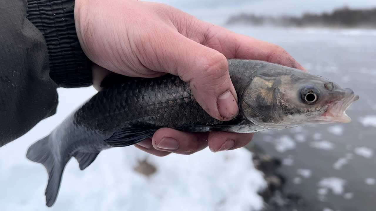 В поисках трофея! ТЕЛЯПИЯ… - YouTube