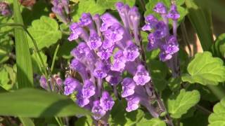 Scullcup, タツナミソウ