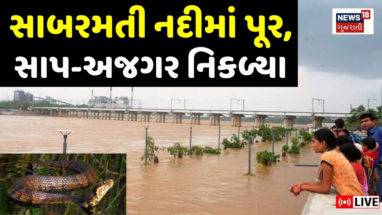 🟠Ahmedabad Sabarmati River flood Snake Rescue LIVE | સાબરમતીમાં પૂર આવતાં સાપ-અજગર નિકળ્યા | N18L