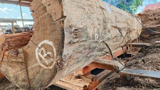 Tehnik Operator Menggergaji Kayu Bengkirai Raksasa Super Besar