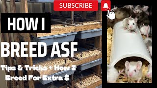 Tips and tricks on how to breed your own rodents‼