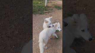 White German Shepherd -WSS - Lexa and pupies #shorts