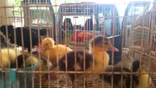 Animales vivos en el Pulguero de San Sebastian Puerto Rico