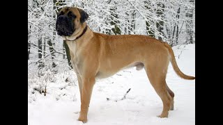 Bullmastiff History And Information by Elite Dog Nation 107 views 3 years ago 1 minute, 51 seconds