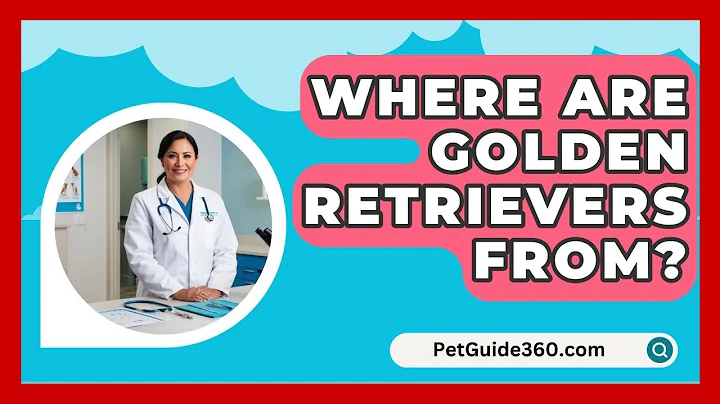 Where Are Golden Retrievers From? - PetGuide360.com