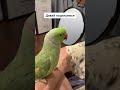 Говорящий ожереловый попугай Ричи