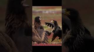Majestic Golden Eagle Hunts Fox: A Glimpse into the Animal Kingdom
