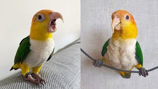 Funny White Bellied Caique Parrot Talking And Dancing | White Bellied Caique Playing | Funny Parrots