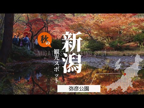 紅葉名所ランキング3位 川に映る紅葉も綺麗 弥彦公園 新潟 Niigata 観光スポット Youtube 紅葉名所ランキング3位 川に映る紅葉も綺麗 弥彦公園 新潟 Niigata 観光スポット Youtube