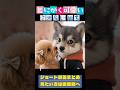 ミオ＆いぬち、「いぬちに一番好かれてるのは、みこちじゃなかった！」大空スバル/大神ミオ/みこち/いぬち/ホロライブ