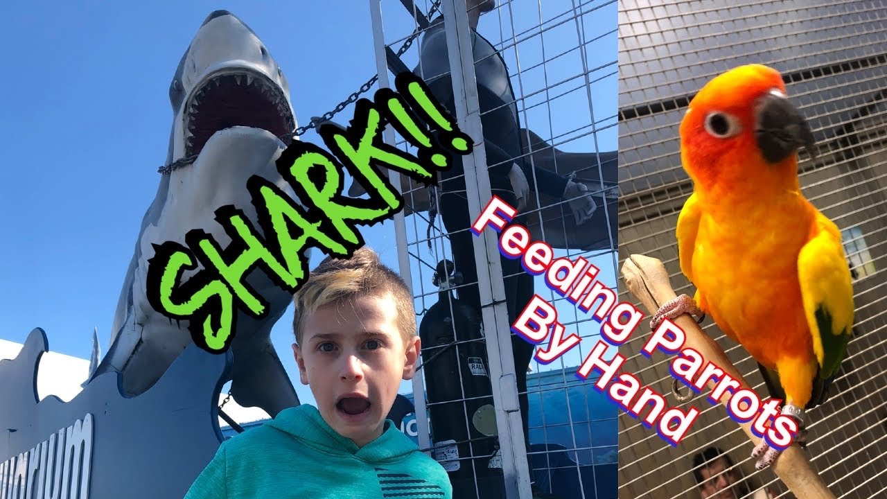 Long Island Aquarium Riverhead NY YouTube