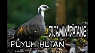 AMPUH❗❗ SUARA PIKAT PUYUH HUTAN/GONGGONG