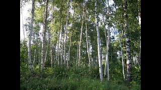 Участок 20 соток