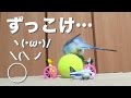 ずっこけ…ピピの玉乗り練習（生後２ヶ月）Budgie Parakeet [#009]