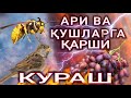 ҚУШЛАР ва АРИЛАР енди сизни хавотирга солмайди Видеони охиригача кўриб, кураш чораларини билиб олинг