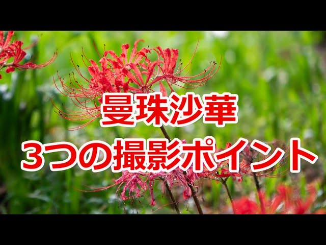 Three photo spots for red spider lilies - YouTube