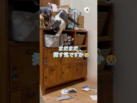 探し物が見つからない猫さん｜PECO #ハチワレ #保護猫  #猫 #愛猫家 #猫のいる暮らし #ハチワレ猫好きさんと繋がりたい #rescuedcat #cat #catlover #catlife