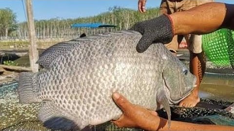 Thu hoạch cá rô phi đơn tính ao khách hàng tại hải dương @trại-giống-hà-nam