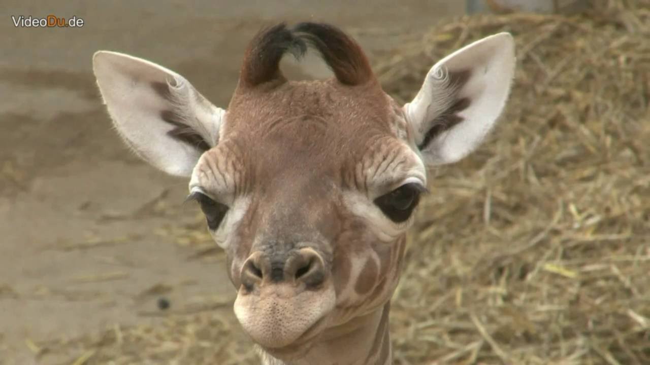 Giraffenbaby Zoo Duisburg