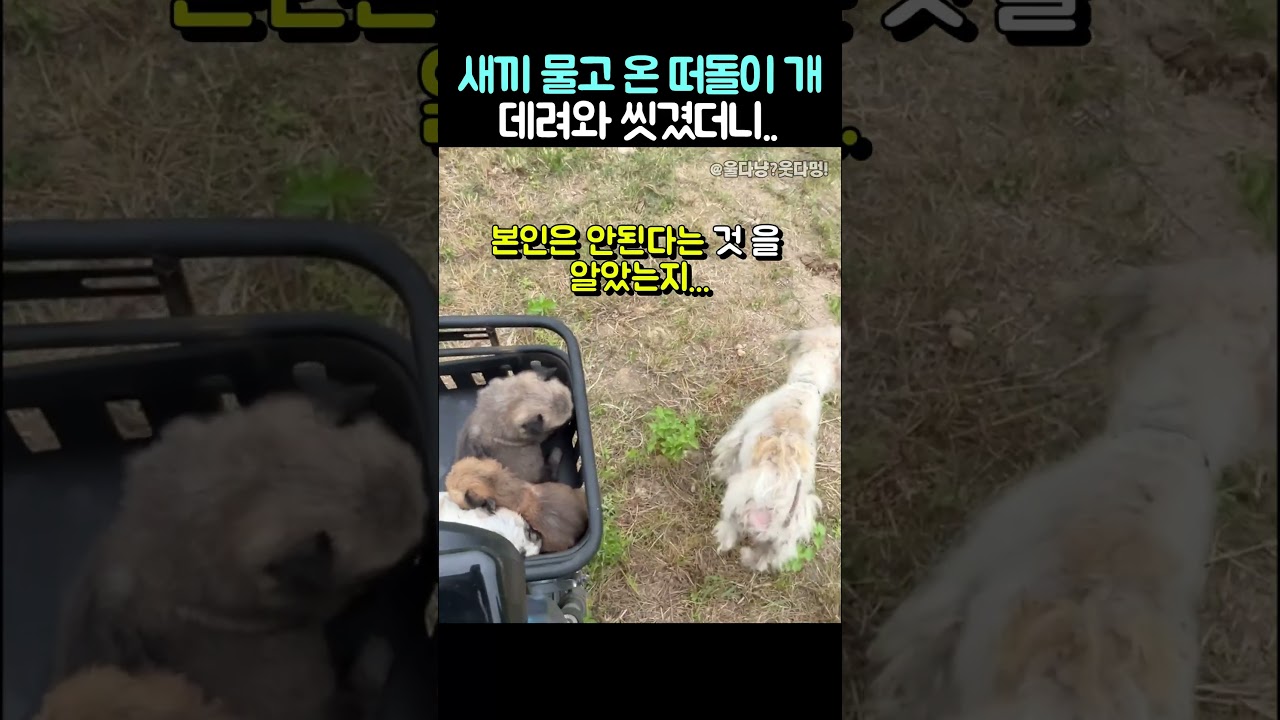 떠돌이개 데려와 씻겼더니