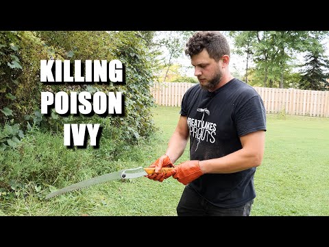 How To Get Rid Of The Poison Ivy Plant Safely And Efficiently