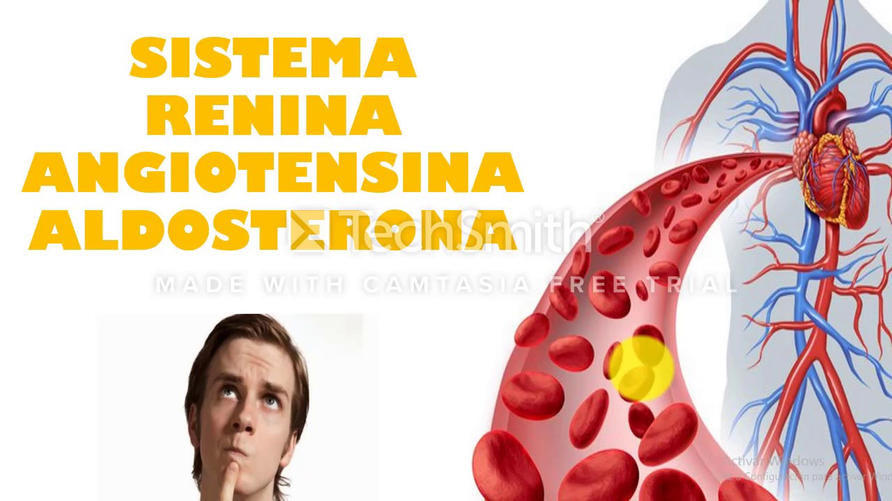 Sistema renina-angiotensina e hipertensión