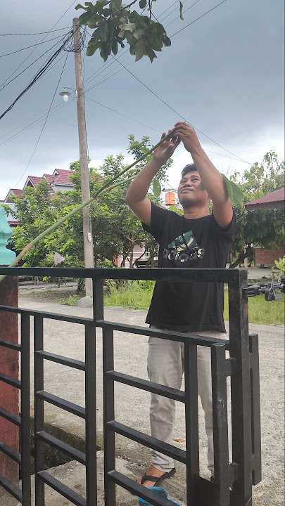 LEBARAN KE DUA COBA MIKAT BURUNG DI DEPAN RUMAH BOS