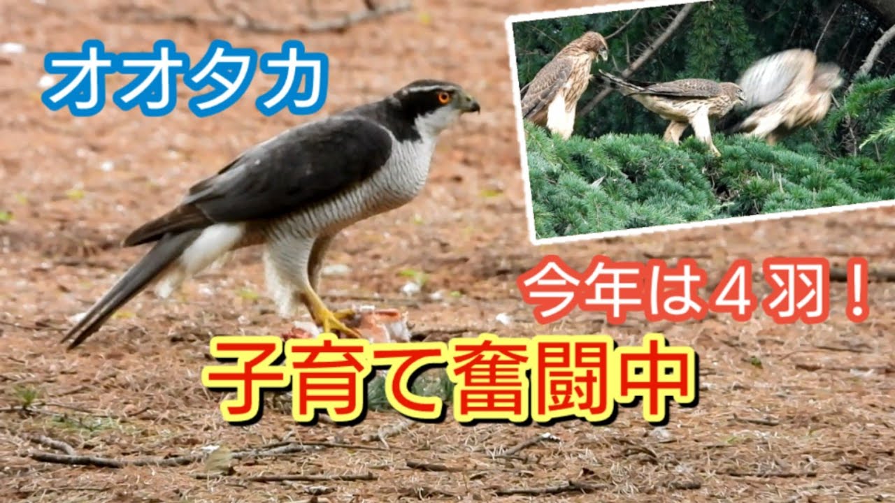 オオタカ幼鳥 大賑わいの4羽！ 【閲覧注意】Goshawk 都内の公園 6月 