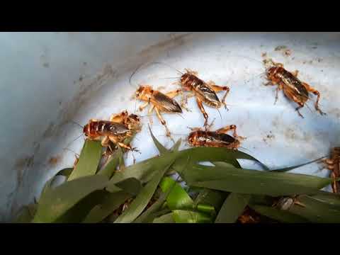 Video Nuôi dế cơm không đất thu hoạch dễ dàng trại dế Thanh... - youtube
