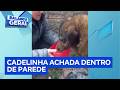 Cadela Pandora é resgatada de dentro de parede após passar 10 dias desaparecida