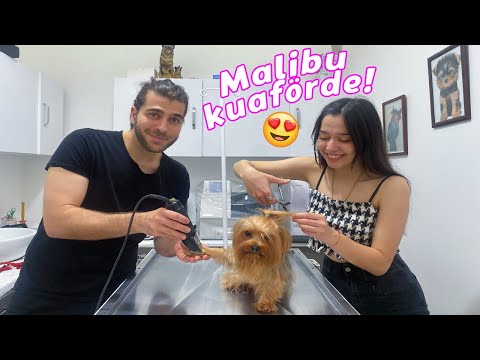 MALİBUYU KÖPEK KUAFÖRÜNE GÖTÜRDÜM! w/ @TugayInanoglu