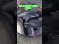 Top fishing video ever #fishing #subscribe #shorts #short #love #fish #shortsfeed #youtubeshorts