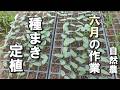 【自然農】6月の作業　種まき・定植　2026年5月21日【natural farming】