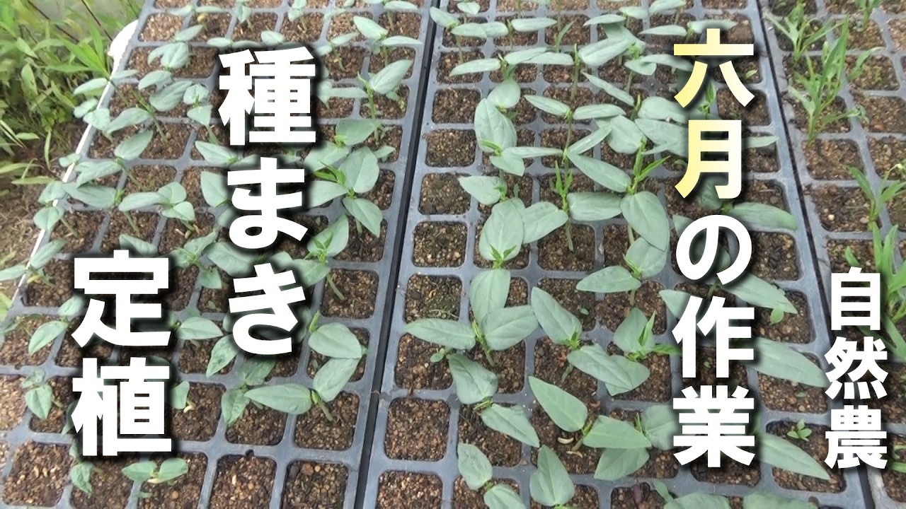 自然農】6月の作業 種まき・定植 2026年5月21日【natural farming