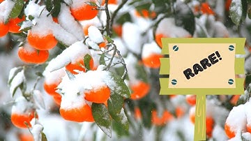 7 Rare Cold Hardy Citrus You Need To Grow!! | Cold Hardy Fruit Trees To Wow!!!