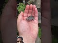 Wild Animals 😱#shorts #viral #animals #facts #viralvideo
