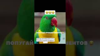 ПОПУГАЙ ТРОЛЛИТ МЕНТА 😂🔥