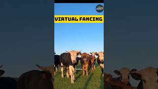 “AI Farming of cow 🔥”