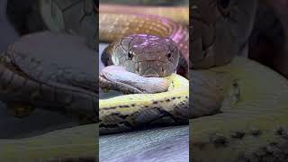 King Cobra Eats Snake!